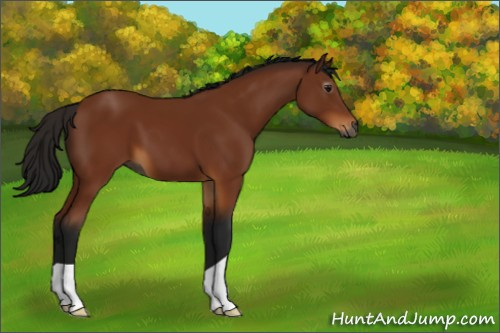 Horse Color:Gray Buckskin
