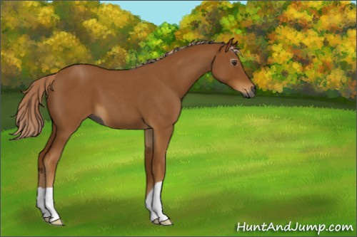Horse Color:Gray Palomino Roan 