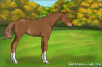Horse Color:Gray Palomino Roan