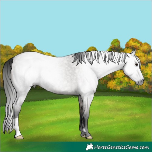 Horse Color:Gray Grullo Roan