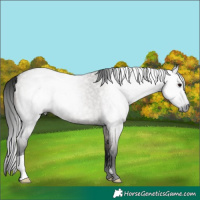 Horse Color:Gray Grullo Roan