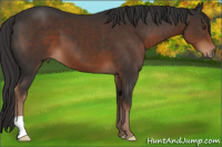 Horse Color:Liver Chestnut