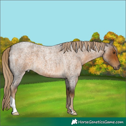 Horse Color:Chocolate Palomino Roan