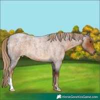 Horse Color:Chocolate Palomino Roan