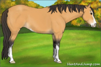 Horse Color:Buckskin Sabino 