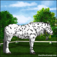 Horse Color:Black Appaloosa