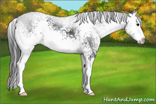 Horse Color:White Spotted Black Sabino Splash