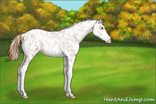 Horse Color:Red Ice Roan Pearl Appaloosa
