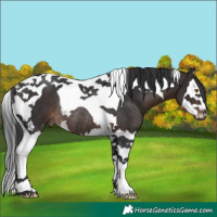 Horse Color:White Spotted Brown Splash Tobiano Rabicano 