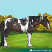 Horse Color:Brown Tobiano Rabicano 