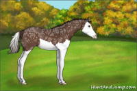 Horse Color:Liver Chestnut Ice Splash