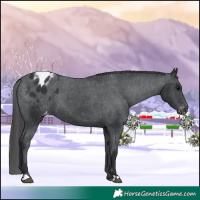 Horse Color:Black Appaloosa 