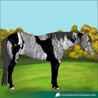 Horse Color:ERROR: UNKNOWN ANOMALY
