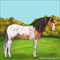 Horse Color:Bay Splash Tobiano Appaloosa  and Bay Splash Tobiano Appaloosa 