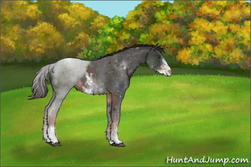 Horse Color:Liver Chestnut Sabino 