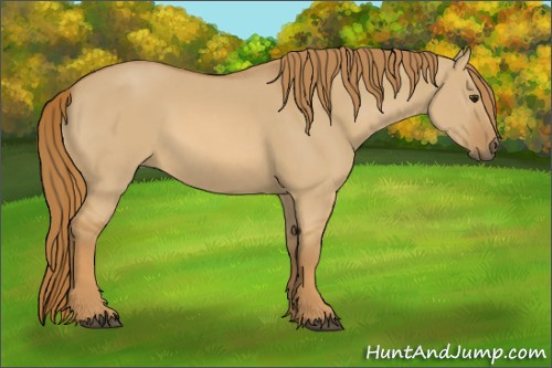 Horse Color:Unknown 