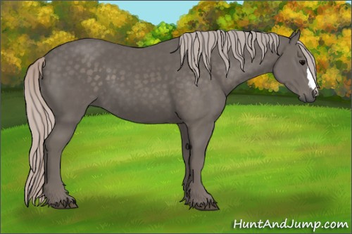 Horse Color:Unknown 