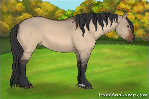 Horse Color:Unknown 