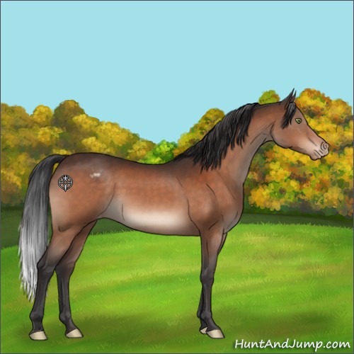 Horse Color:Brown Appaloosa 