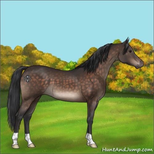 Horse Color:Brown 