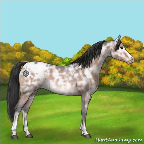 Horse Color:Brown Ice Roan Appaloosa 