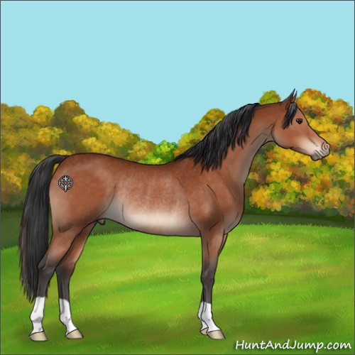 Horse Color:Brown Rabicano 