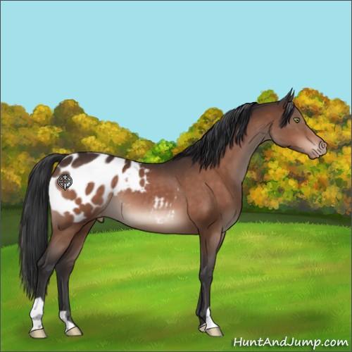 Horse Color:Bay Appaloosa 