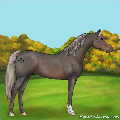 Horse Color:Silver Blue Roan 