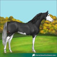 Horse Color:Black Splash