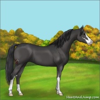 Horse Color:Black Sabino 