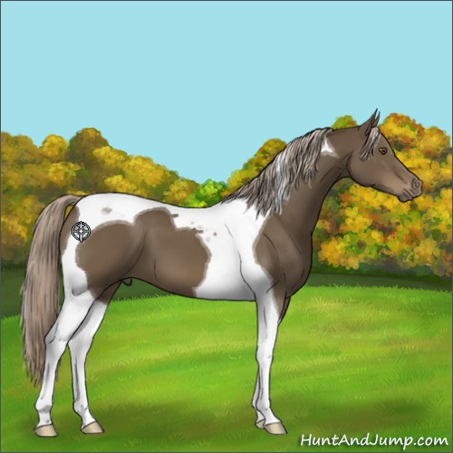 Horse Color:Chocolate Palomino Tobiano 