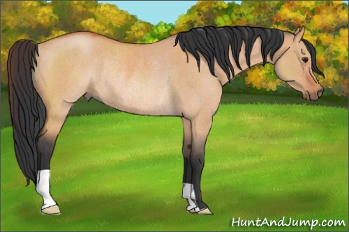 Horse Color:Bay Roan Dun Rabicano 