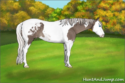 Horse Color:Silver Black Splash Tobiano Appaloosa 