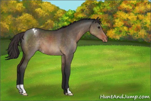 Horse Color:Brown Dun Appaloosa 