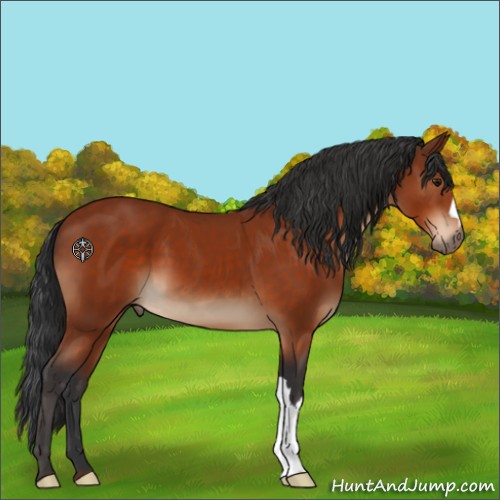 Horse Color:Brown 