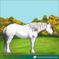 Horse Color:Brown Dun Splash Tobiano Frame 