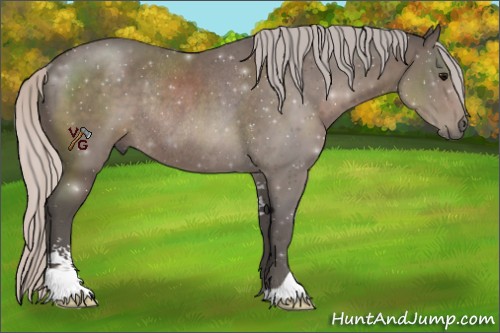 Horse Color:Unknown 