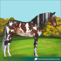 Horse Color:White Spotted Brown 