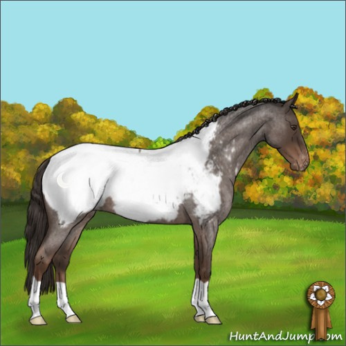 Horse Color:Liver Red Roan Appaloosa 