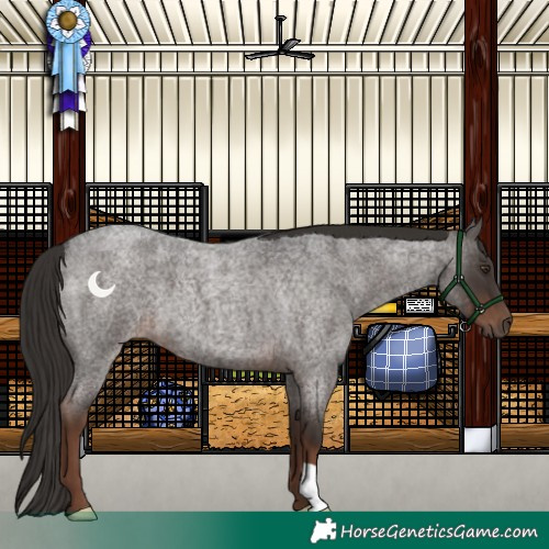 Horse Color:Liver Red Roan 