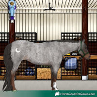 Horse Color:Liver Red Roan 