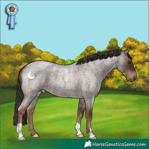 Horse Color:Liver Red Roan 
