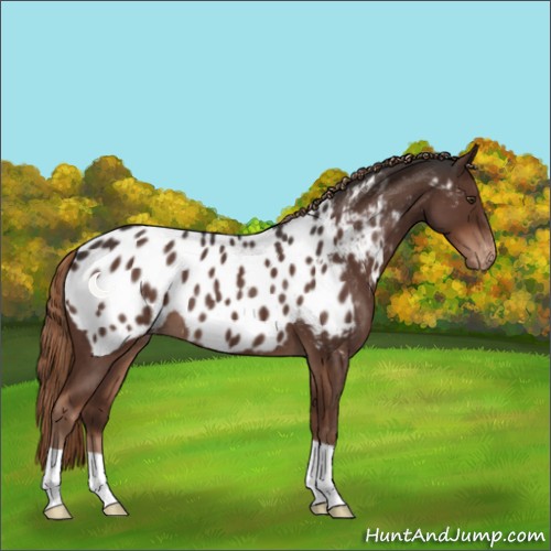 Horse Color:Liver Red Roan Appaloosa 