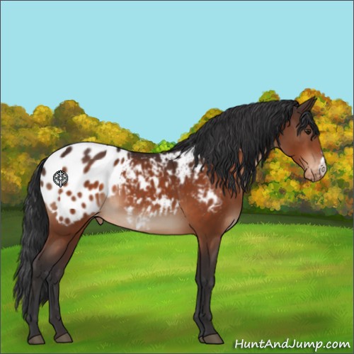Horse Color:Brown Appaloosa 