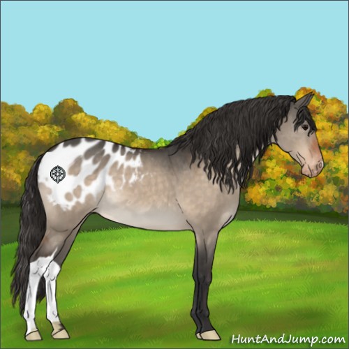 Horse Color:Bay Dun Appaloosa 