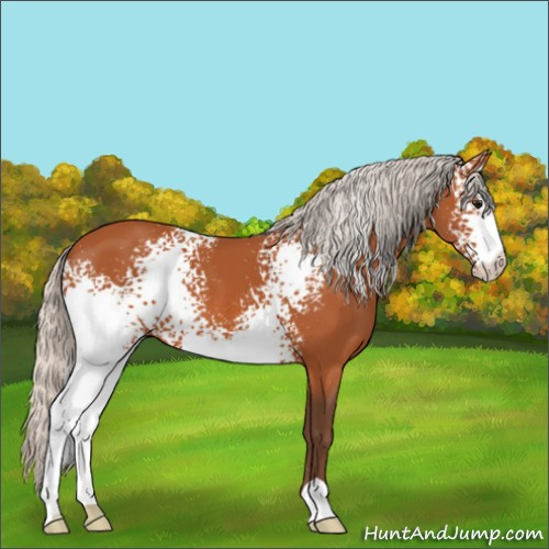 Horse Color:White Spotted Silver Bay 