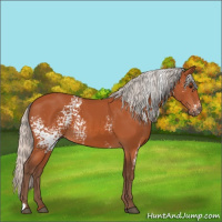 Horse Color:White Spotted Silver Bay 