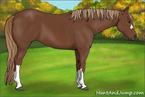 Horse Color:Chestnut 