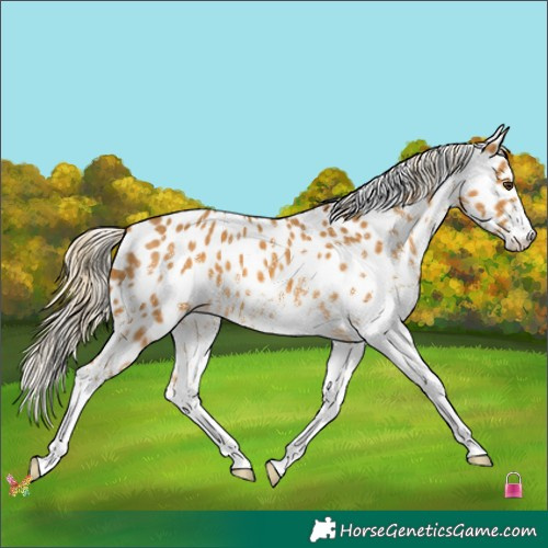 Horse Color:White Spotted Palomino Appaloosa 
