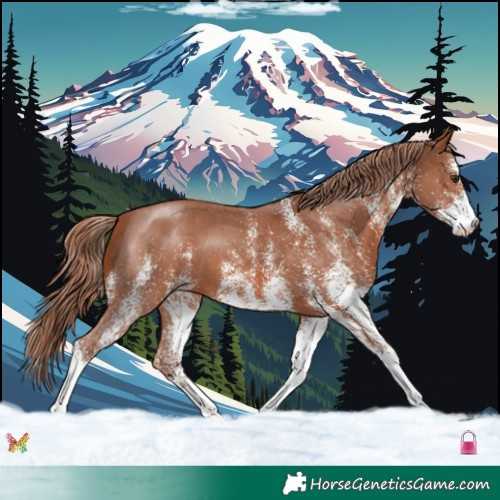 Horse Color:White Spotted Chestnut 